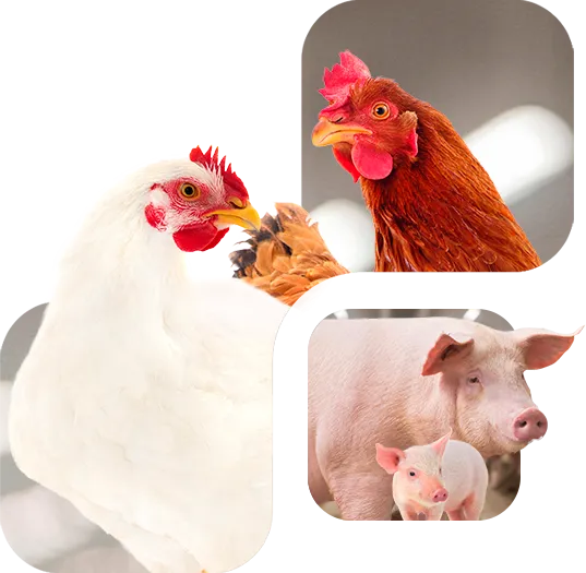 Panbonis® - Highlights-Bild