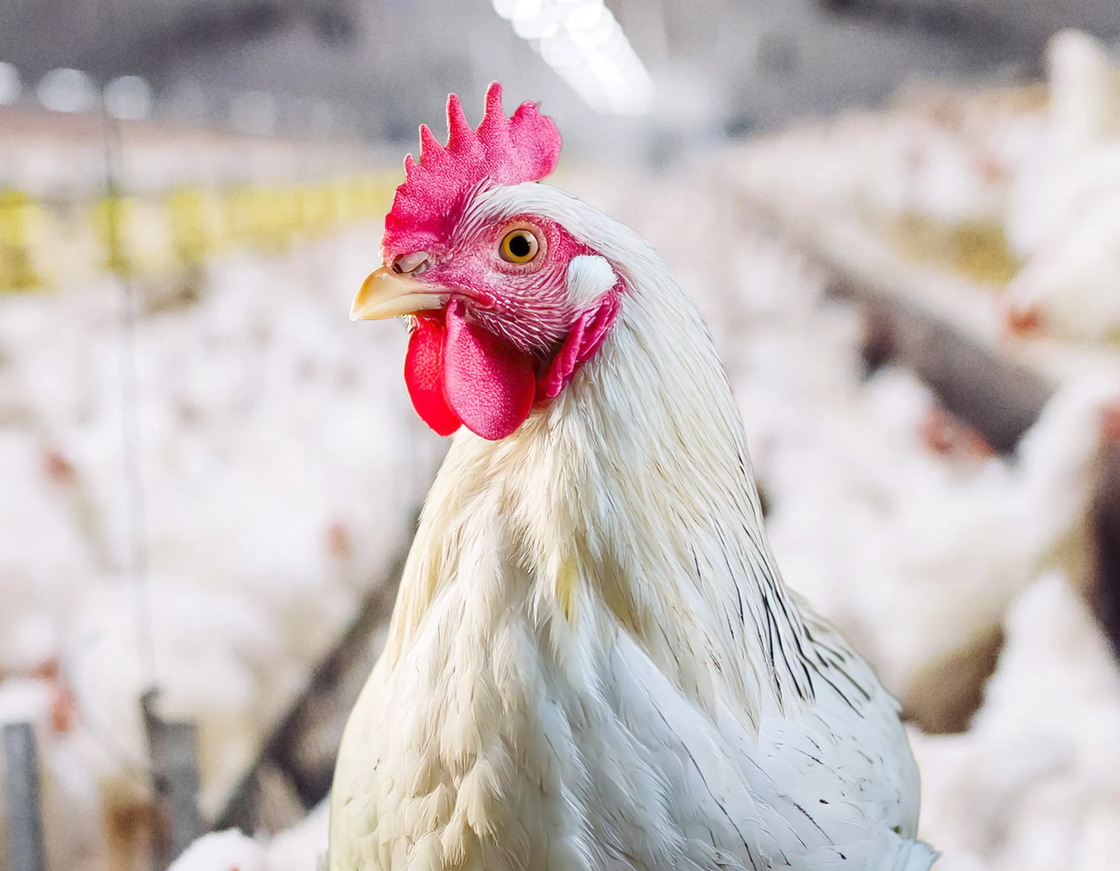 Nuproxa Assistance Program – Poultry
