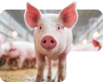Suíno - Imagem da seção soluções
