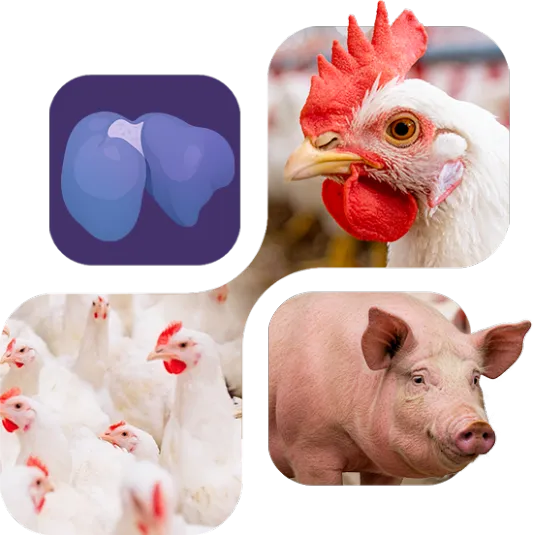 LivoLiv 250™ - Imagem de Destaques LivoLiv 250™ - Imagem de Destaques