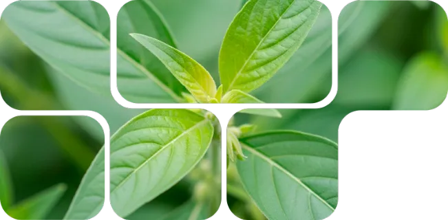 LivoLiv 250™ - Produkt-Hauptbild