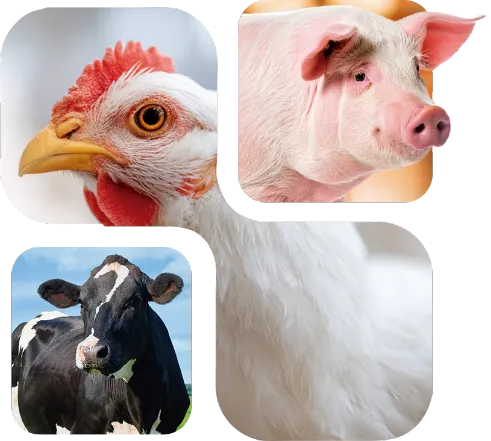 Natu-B4® - Highlights-Bild