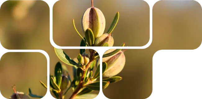 Natu-B4® - Produkt-Hauptbild