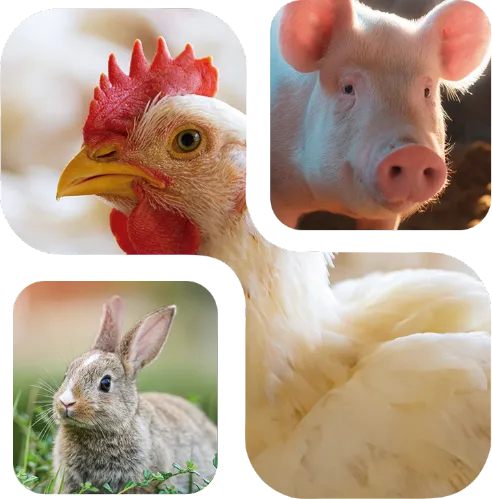 NuxaFen™ - Imagem de Destaques NuxaFen™ - Imagem de Destaques