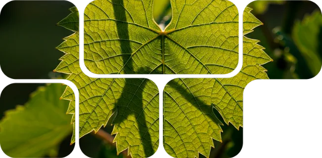 NuxaFen™ - Imagem Principal do Produto NuxaFen™ - Imagem Principal do Produto