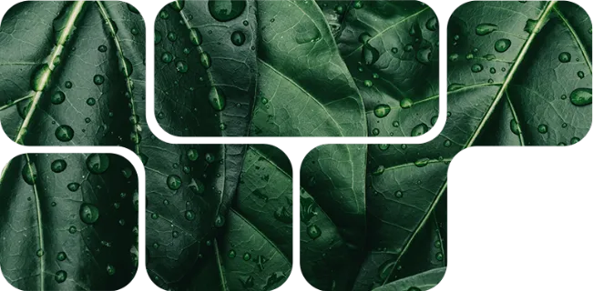 NuxaSan 500™ - Image Principale du Produit NuxaSan 500™ - Image Principale du Produit