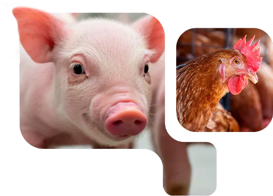 OptiMethione™ - Highlights-Bild OptiMethione™ - Highlights-Bild