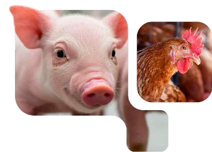 OptiMethione™ - Imagem de Destaques OptiMethione™ - Imagem de Destaques