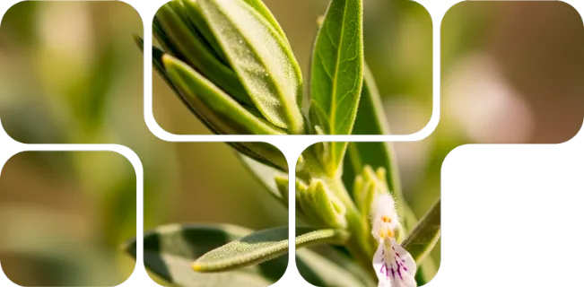 OptiMethione™ - Image Principale du Produit