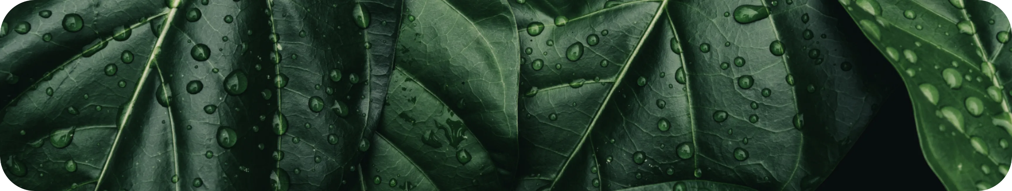 Quem somos - Nuproxa