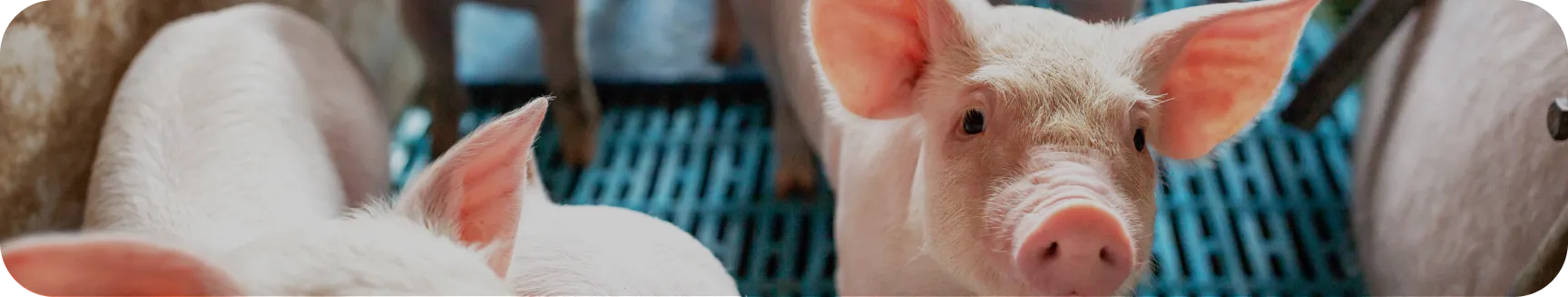 Programa deAssistência Nuproxa - Nuproxa