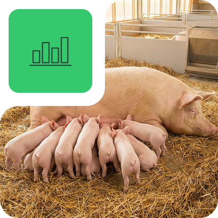 Com uma abordagem personalizada, o NAP Suínos: