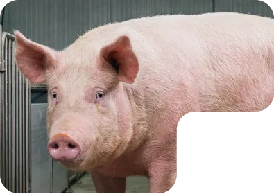 O que oferecemos como NAP para Suínos?