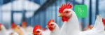 Guide to the prevention and treatment of coccidiosis in poultry: part 1