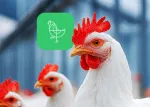 Guide to the prevention and treatment of coccidiosis in poultry: part 1 (thumb)