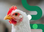 Estrategias combinadas y naturales para reducir el riesgo de coccidiosis en aves (thumb)