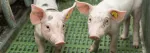 Dorsal fat reduction in pigs: nature has the solution