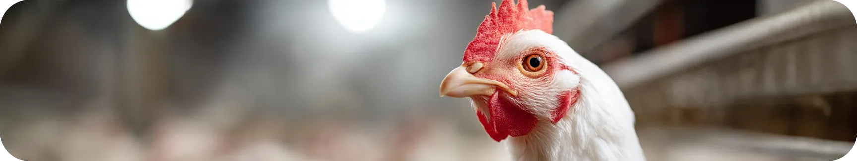 Programa de&nbsp;Asistencia Nuproxa - Nuproxa