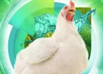 Estratégias combinadas e naturais para reduzir o risco de coccidiose em aves  (thumb)