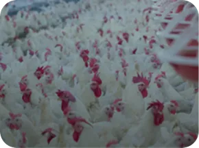 C-Power<sup>™</sup>