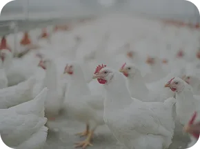 LivoLiv<sup>™</sup>