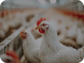 NuxaFen<sup>™</sup>