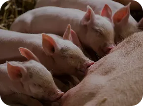 NuxaFen<sup>™</sup>