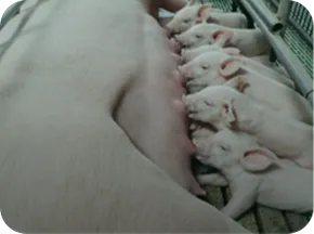 LivoLiv 250<sup>™</sup>