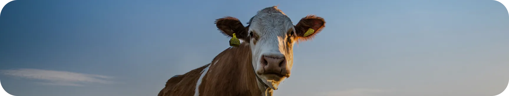 Wiederkäuer - Nuproxa