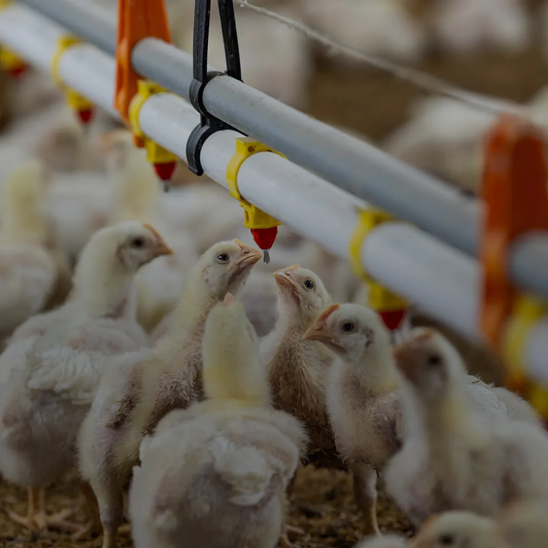 Natu-B4<sup>®</sup>