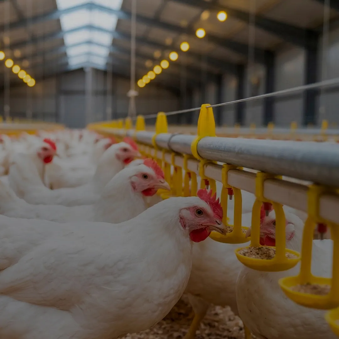 OptiMethione<sup>™</sup>