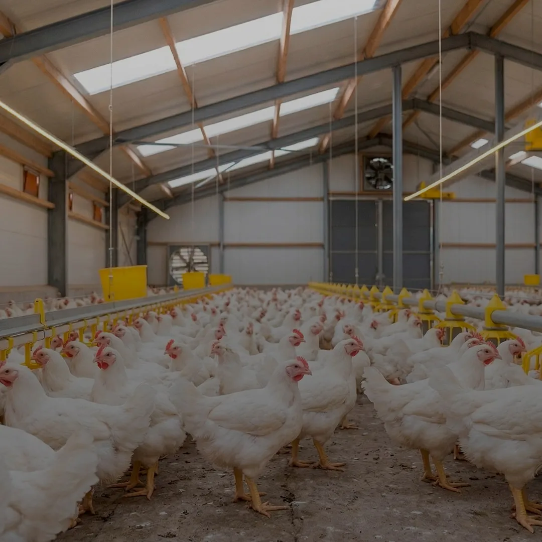 Panbonis<sup>®</sup>