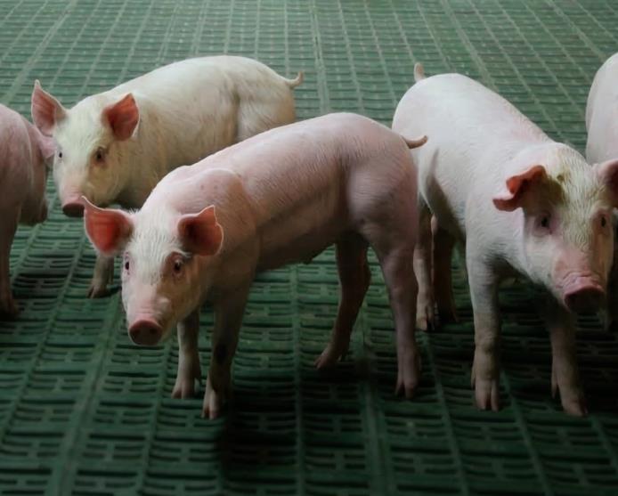 Nuproxa Assistance Program – Swine