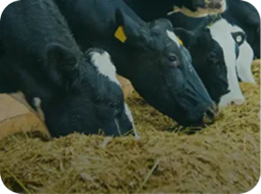 NuxaFen<sup>™</sup>