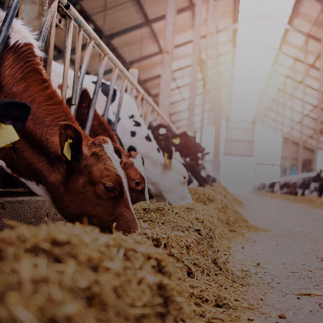 Natu-B4<sup>®</sup>