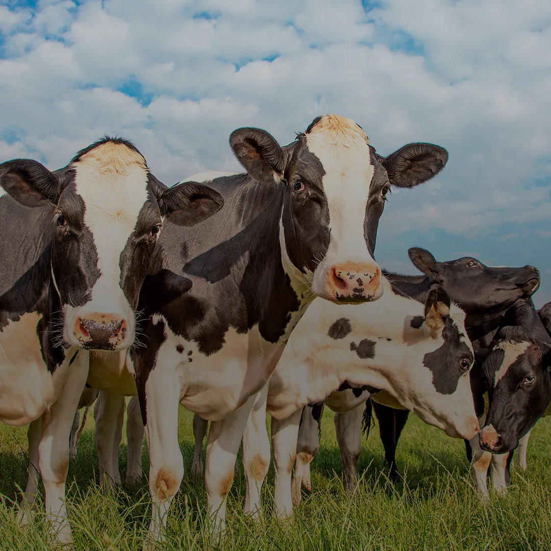 BioCholine<sup>®</sup>