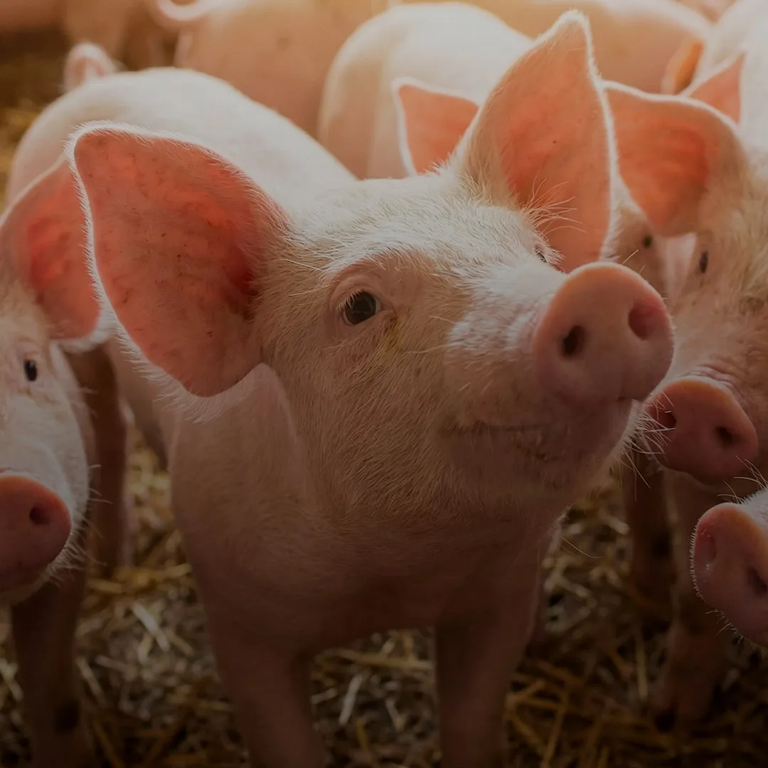 OptiMethione<sup>™</sup>