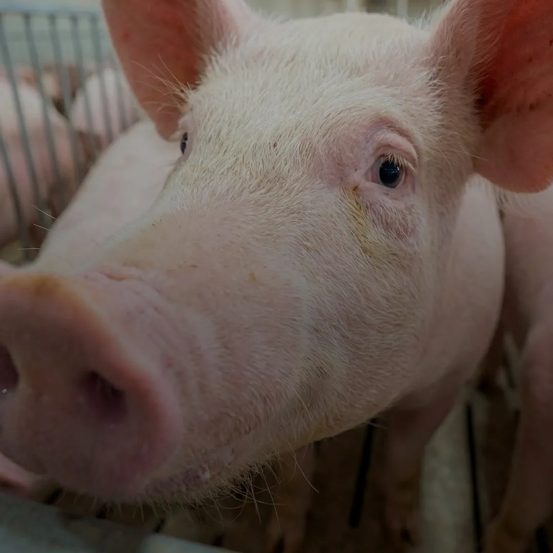 BioCholine<sup>®</sup>