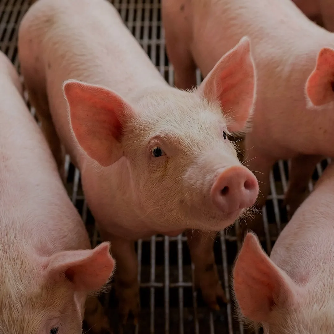 Panbonis<sup>®</sup>