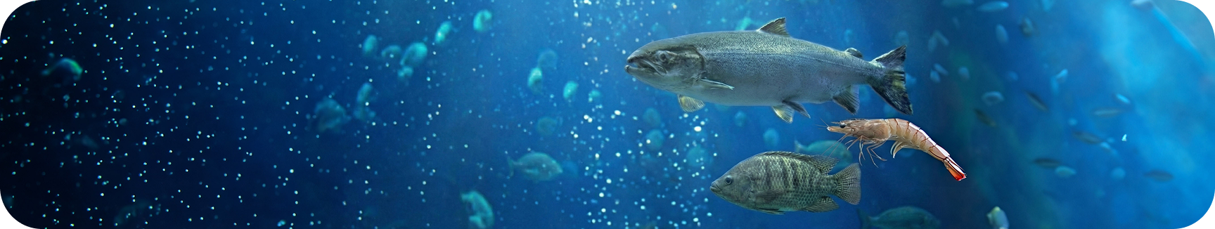 Acuicultura - Nuproxa