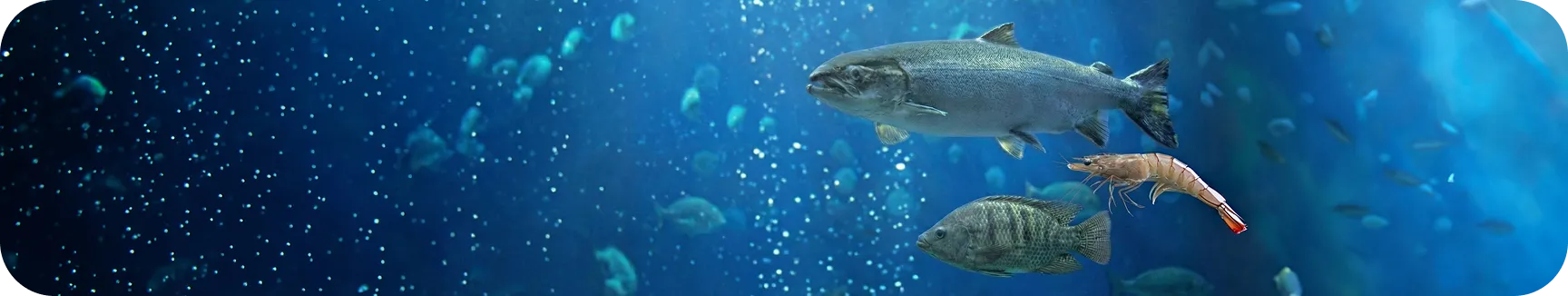 Aquaculture - Nuproxa