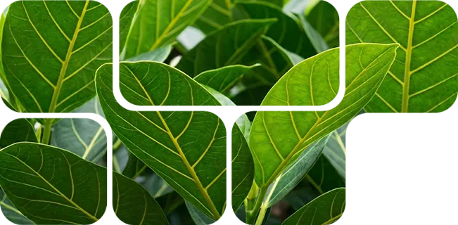 Neotegra Nuproxa imagem principal do produto para nutrição animal saúde intestinal e bem-estar