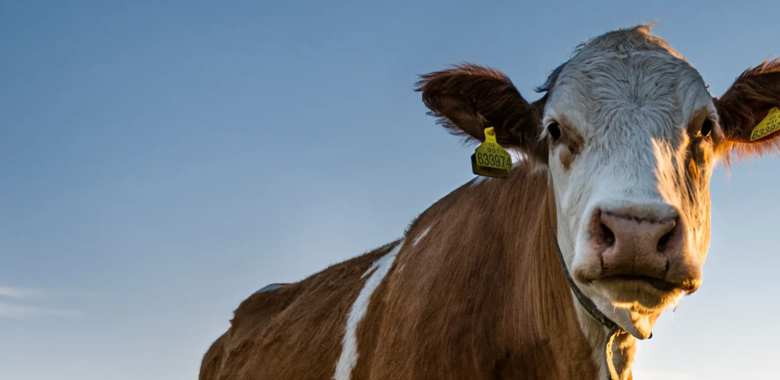 Wiederkäuer - Nuproxa