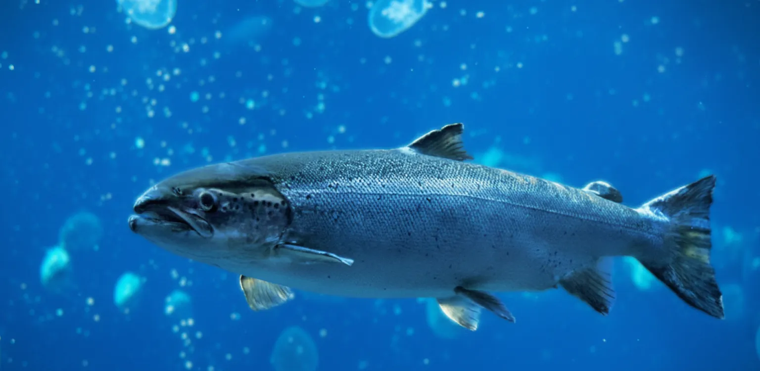 Aquicultura - Nuproxa