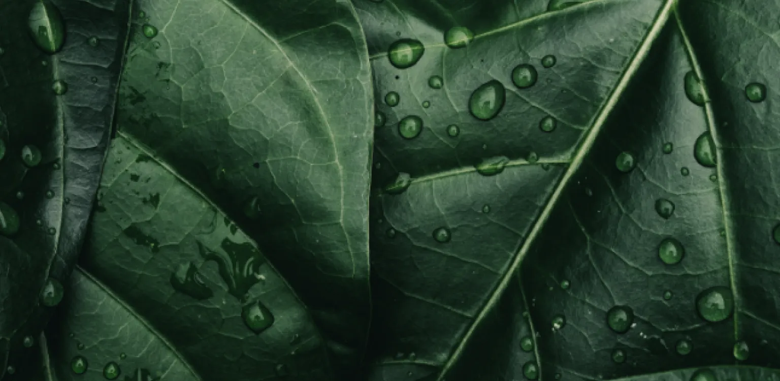 Quem somos - Nuproxa