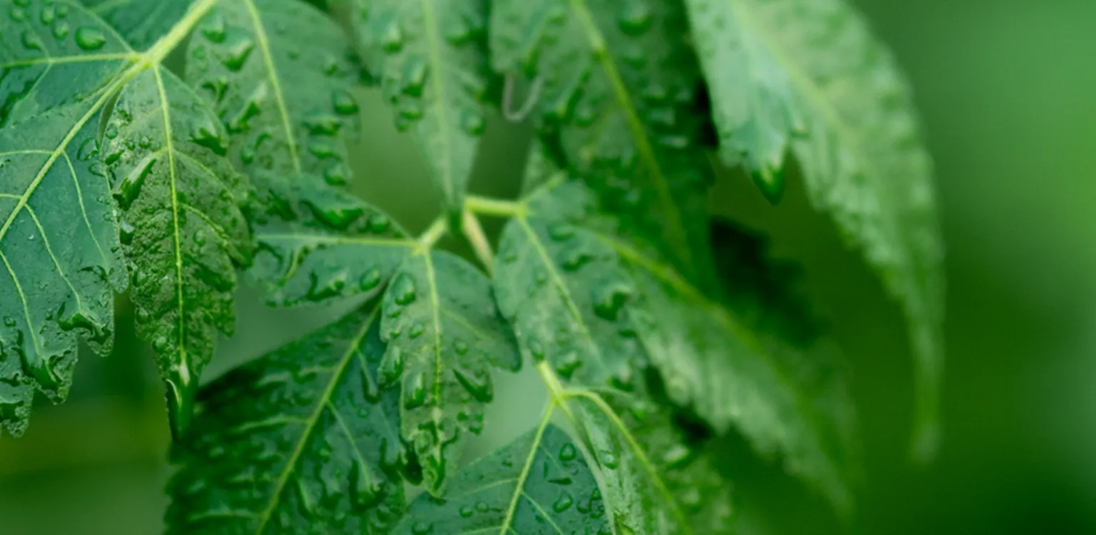 Banner Mobile Contato