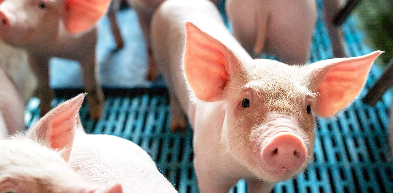 Programa deAssistência Nuproxa - Nuproxa